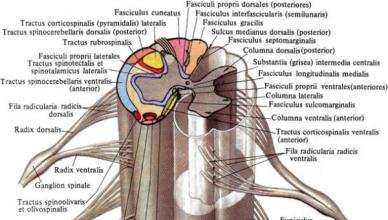 Функции спинного мозга Спинной мозг строение и функции кратко физиология