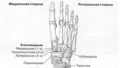 Переломы пальцев стопы Основание средней фаланги