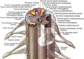 Функции спинного мозга Спинной мозг строение и функции кратко физиология