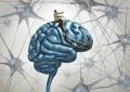Нейропластика мозга или Нейробика – Как вы мыслите, так вам и будет Нейробика упражнения для мозга